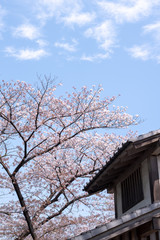 公園の桜