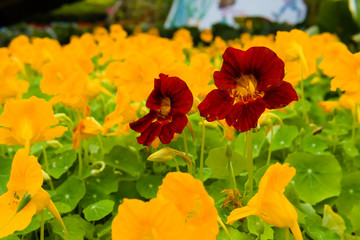 Nasturtium flower (Tropaeolum majus). Red flower is surrounded by yellow flower in the garden.