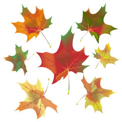 A set of maple leaves of different sizes and colors, isolated on a white background. Can be used for autumn design.