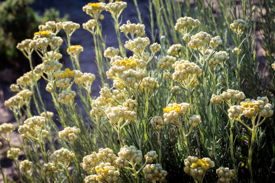 Manzanilla bastarda, la perpetua o siempreviva (Helichrysum stoechas)