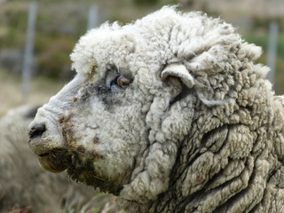 close up of a sheep