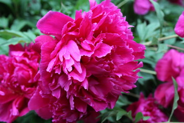 Red Peony abstract petals 2020 5B