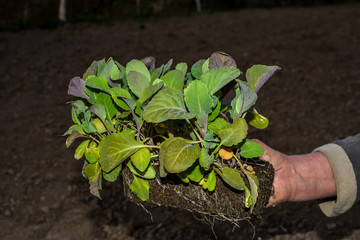 Cultivation of cabbage seedlings in peat capsules and cups.