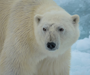 Obraz na płótnie Canvas Close-up Of Polar Bear