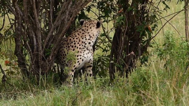 A wild cheetah rubs is face on trees then plays with another cheetah in the Maasai Mara Reserve.