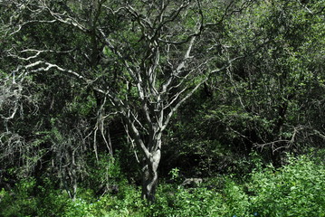 Flora Barrial Alto