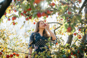 Beautiful asian woman in blue dress picking and smelling red apples in an orchard at Christchruch,...