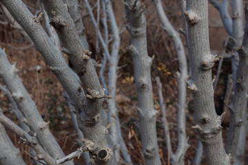 Background of bare branches, selective focus layers, horizontal aspect