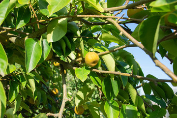 Asian Pear Hanging in Tree