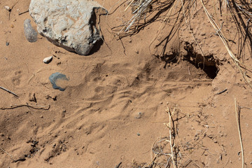 Entrance to a rabbit burrow in the Sevilleta National Wildlife Refuge, New Mexico USA, horizontal aspect