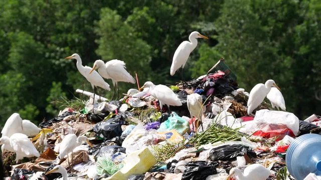 The cattle egret (Bubulcus ibis) forages on a pile of rubbish. Bubulcus ibis is a cosmopolitan species of heron (family Ardeidae) found in the tropics, subtropics, and warm-temperate zones.