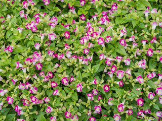  garden flower,field of daisy flower