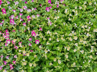  garden flower,field of daisy flower