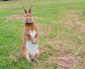 Brown rabbit