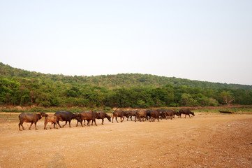 Buffalo for living near the mountain.