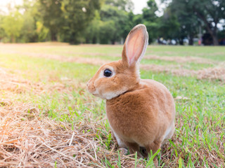 Brown rabbit