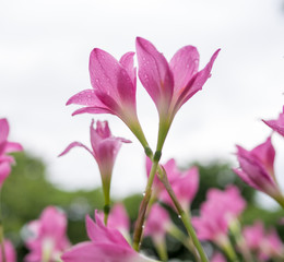 beautiful pink flowers