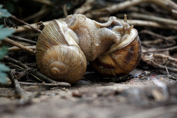 Two snails mate. They connected with each other. On a natural background.