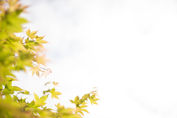 Obraz premium 新緑の葉のフレーム 