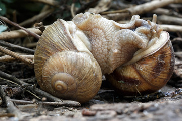 Two snails mate. They connected with each other. On a natural background.