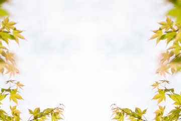 Obraz premium 新緑の葉のフレーム 