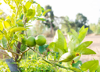 Green Lemons tree in the garden form thailand