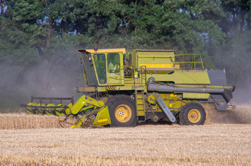 Combine machine is harvesting oats on working