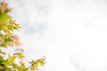 新緑の葉のフレーム
