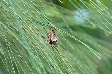 A bagworm moth caterpillar is hid in the dead leaves made clothes make by itself to prevent attacking from enemies. A insect baby on the pine tree.