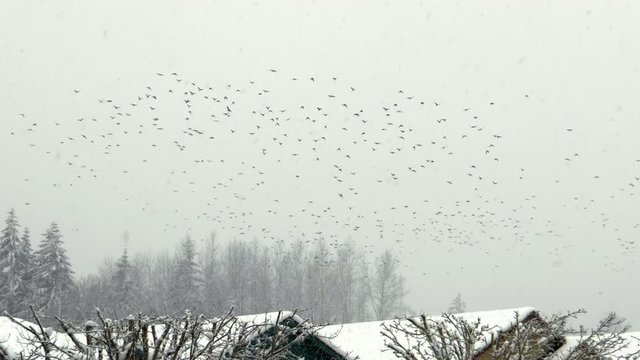 Large flock of crows flying in snow migrating for winter in slow motion