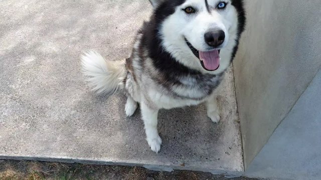 Very cute Husky dog ​​who really wants to play in the yard