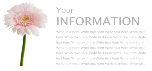 Beautiful pink flower on white background isolation.Nature  concept, space for text