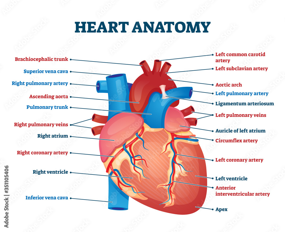 Canvas Prints Heart anatomy vector illustration. Labeled organ structure educational scheme