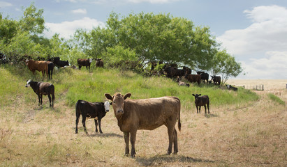 Calves during the weaning process on the beef cattle ranch.  They are not stressed because they can see their mothers in the next pasture.