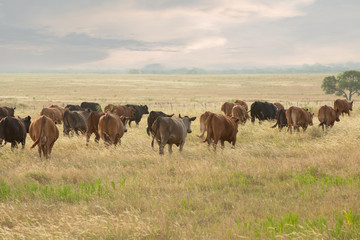 Cows content to move on after day three of the calf weaning process on the ranch.