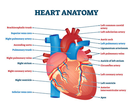 Heart anatomy vector illustration. Labeled organ structure educational scheme