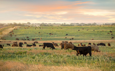 Livestock at sunrise on the beef cattle ranch