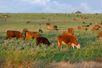 Cow calf pairs grazing on the beef cattle ranch at sunrise