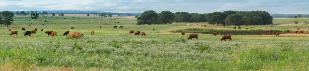 Naklejka na ściany i meble Panorama of cattle grazing on the ranch