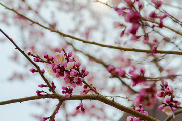 Pink Apricot blossom cherry Peach Blossom pre flowering. Flowers close up