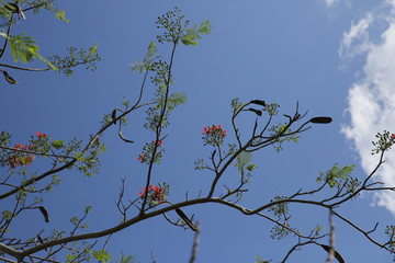 tree branches with red flower against blue sky. Fire tree, or Delanix royal (Latin Delonix regia). Pattern, background