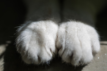 Close up of white paws of a cat