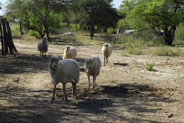 flock of sheep