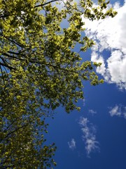 landscape summer greenery field and blue sky clouds

