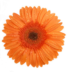 orange gerber daisy isolated on white