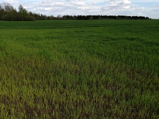 landscape summer greenery field good

