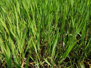 landscape summer green grass macro close-up view close close from below blurred background