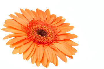 orange gerber daisy isolated on white