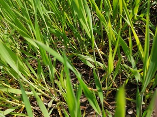 landscape summer green grass macro close-up view close close from below blurred background