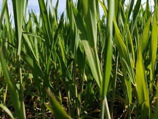 landscape summer green grass macro close-up view close close from below blurred background